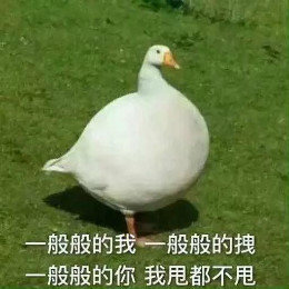 【抖音網(wǎng)紅比心鴨子表情包】比心鴨子高清無水印圖片分享