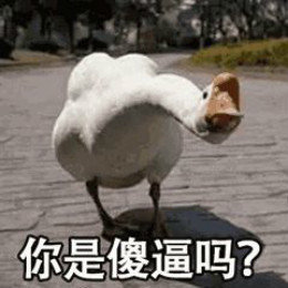 【抖音網(wǎng)紅比心鴨子表情包】比心鴨子高清無水印圖片分享